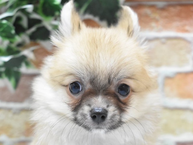 福岡県のハーフ犬 (ペッツワン福岡新宮店/2024年2月24日生まれ/男の子/レッドホワイト)の子犬